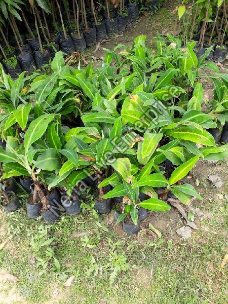 Malbhog Banana Plant