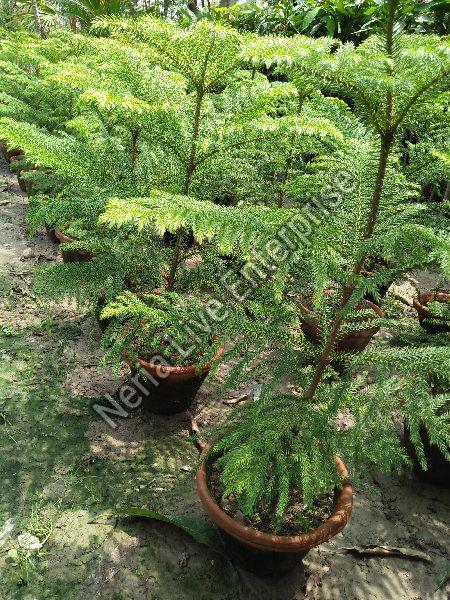 Pine Australian Trees