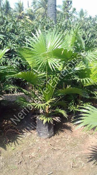 Umbrella Palm Plant
