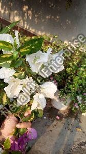 White Bougainvillea Plant