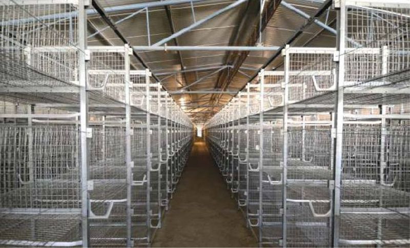Poultry Layer Cage