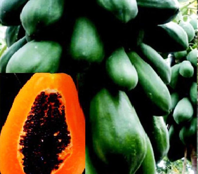 Indus Papaya Seeds