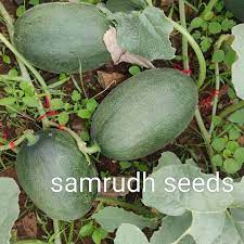 Samrudh Muskmelon Seeds