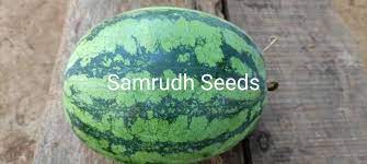 Samrudh Watermelon Seeds
