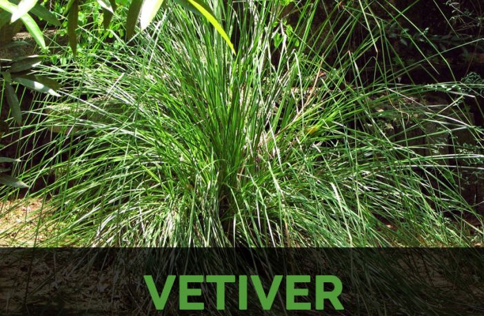 Vetiver Plant
