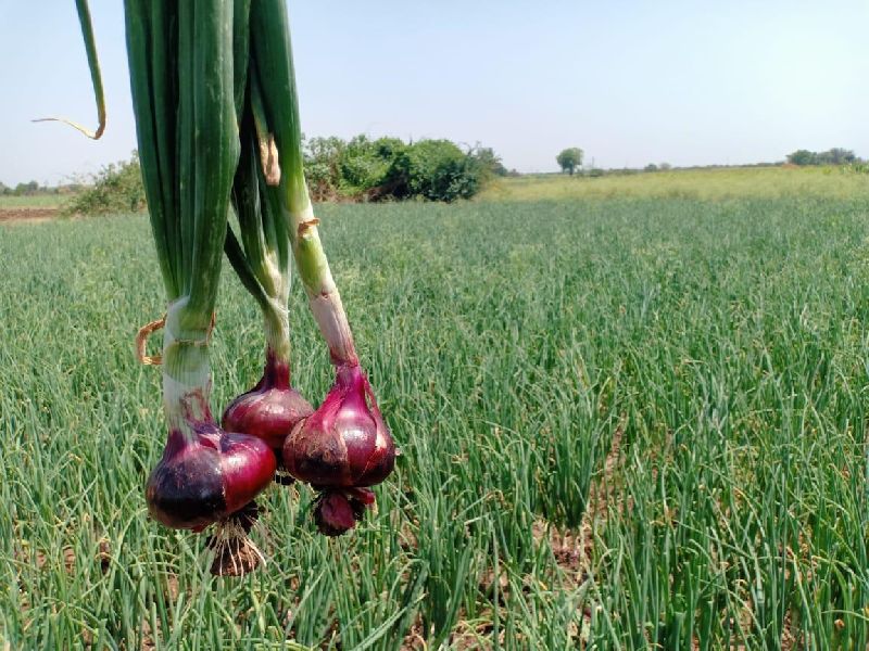 Sanpisa Seeds