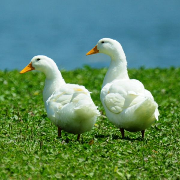White Pekin Ducks - Grown Live Bird