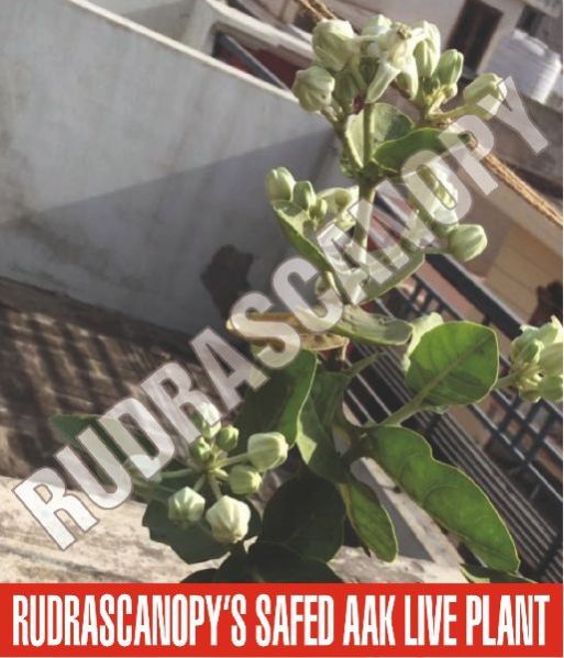 Safed Aak Live Plant