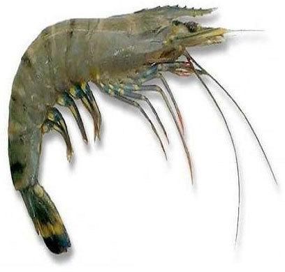 tiger prawn fish