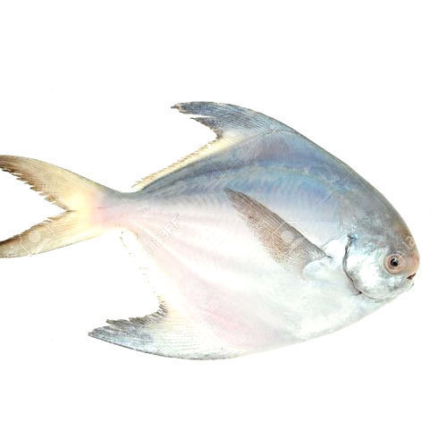 White Pomfret Fish