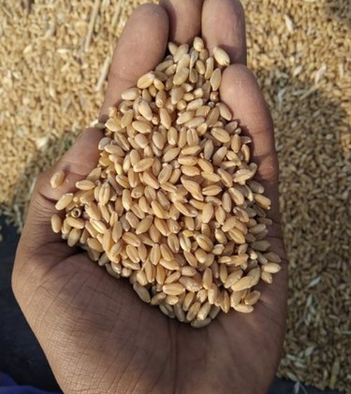 Mill Quality Wheat