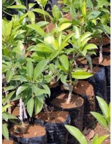 Sapota Plant