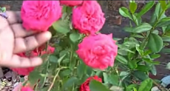 Rose Flower Powder
