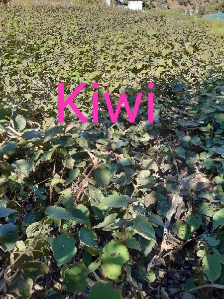 Kiwi Saplings