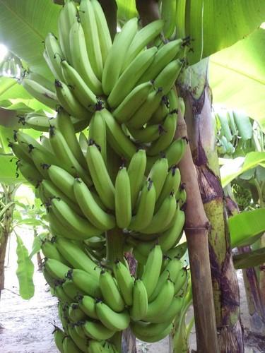 Fresh G9 Banana