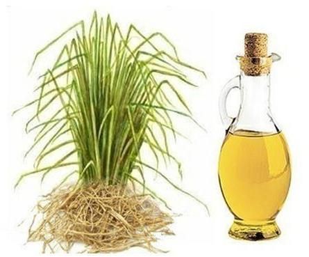 vetiver slip plant oil