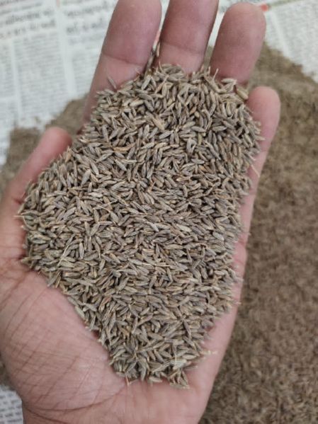 Cumin Seeds