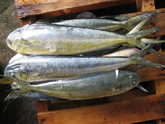 Frozen Mahi Mahi Fish