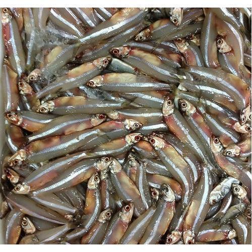 Frozen Nethili Fish