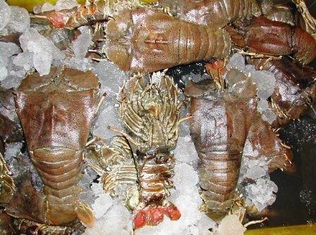 Frozen Sand Lobster