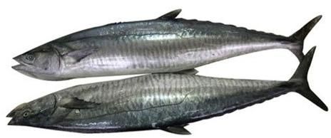 Frozen Seer Fish