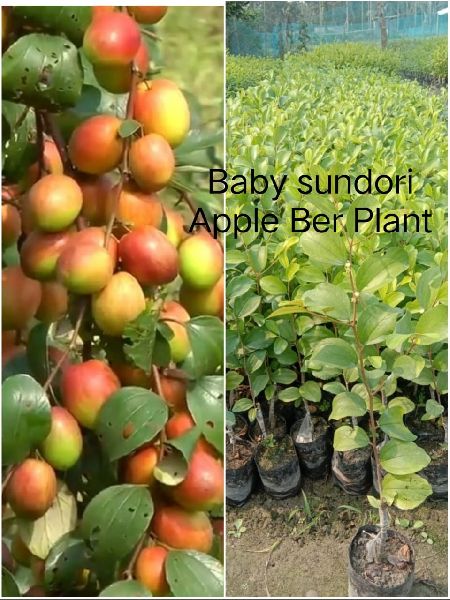Baby Sundari Apple Ber Plant