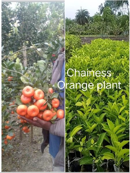 Chinese Orange Plant