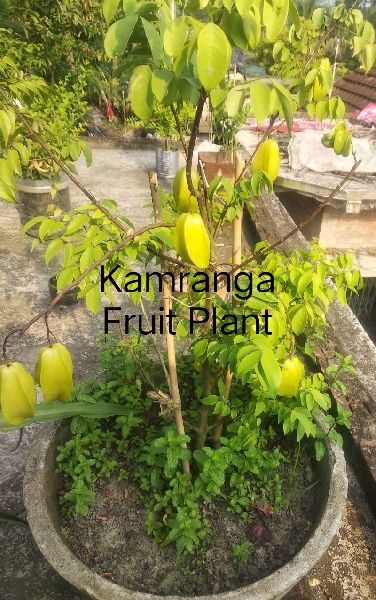 Kamranga Fruit Plant