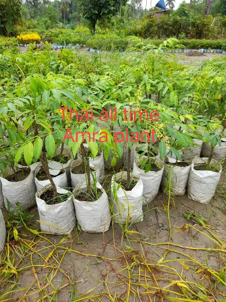 Thai Amra Plant