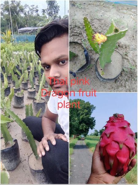 Thai Dragon Fruit Plant