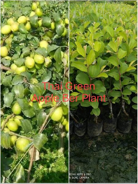 Thai Green Apple Ber Plant