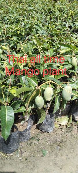 Thai Mango Plant