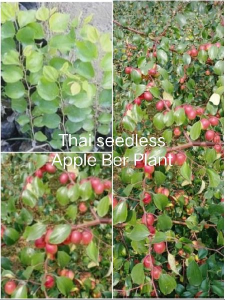 Thai Seedless Apple Ber Plant