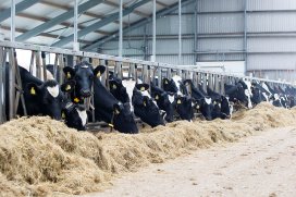Organic Trace Minerals for Cattle