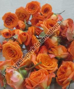 Button Rose Orange Flowers