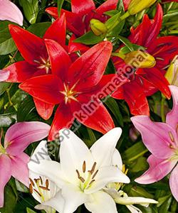 Fresh Asiatic Lily Flower