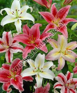 Fresh Oriental Lily Flower