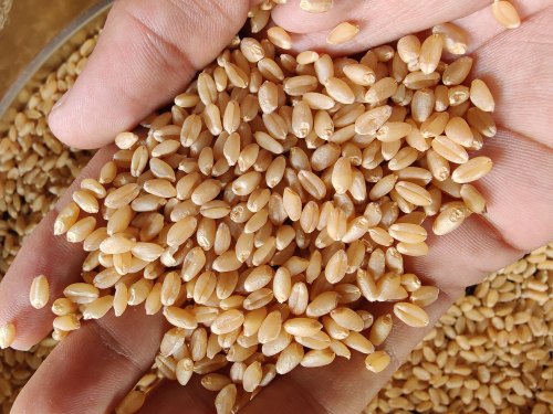 1544 Wheat Seeds