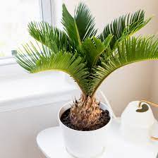 Cycas Sago Palm Tree