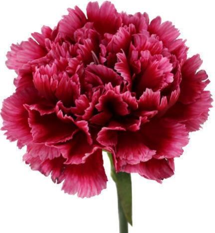 Fresh Carnation Flower