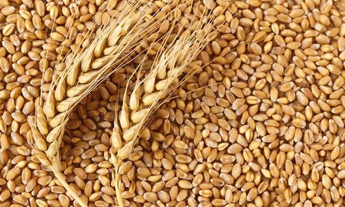 HD-2967 Wheat Seeds
