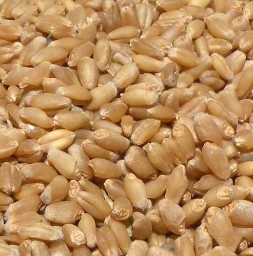 HD-3086 Wheat Seeds