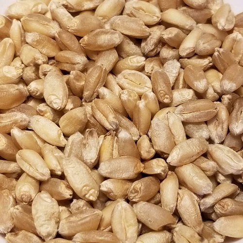 HD-3226 Wheat Seeds
