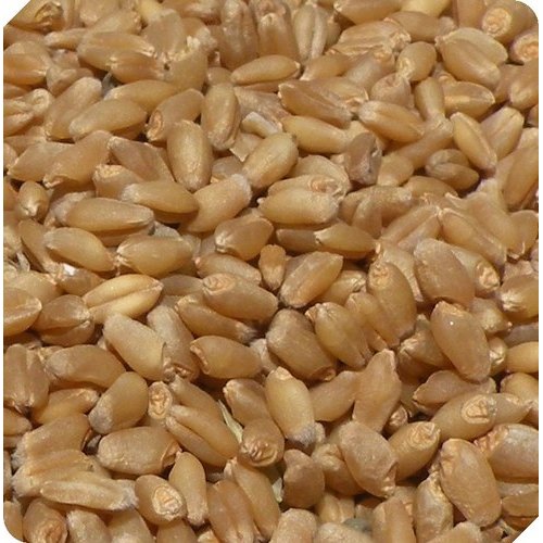 PBW-226 Wheat Seeds