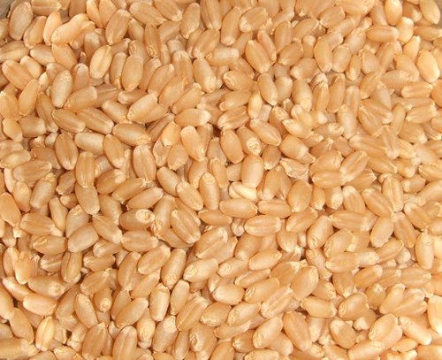 PBW-373 Wheat Seeds