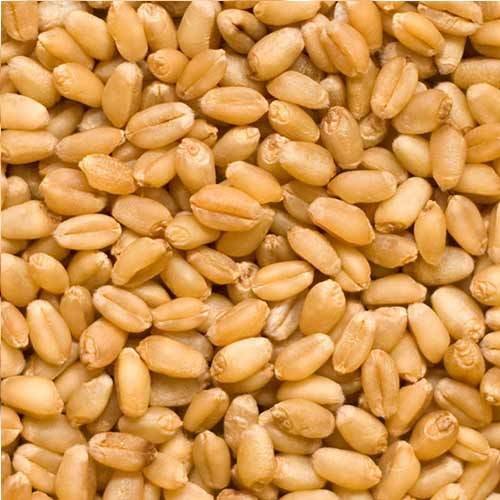 WHJ-147 Wheat Seeds