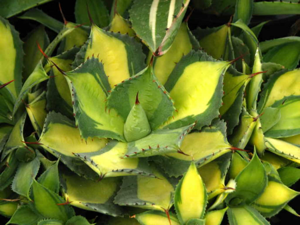 Agave Isthmensis Plant