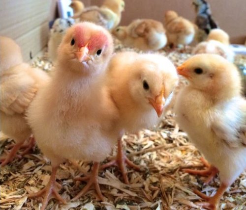 Giriraja Chicken Chicks (1 Month Old)