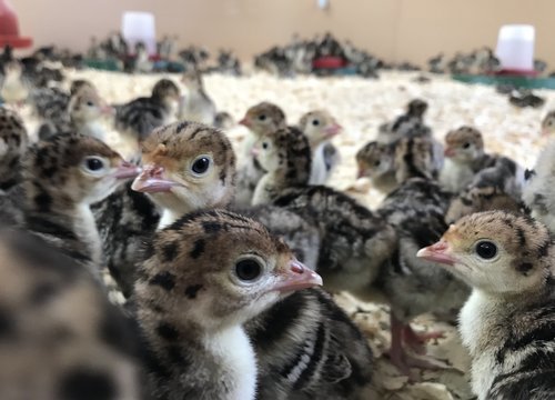 Turkey Chicks (1 Month Old)