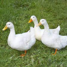 White Pekin Ducklings